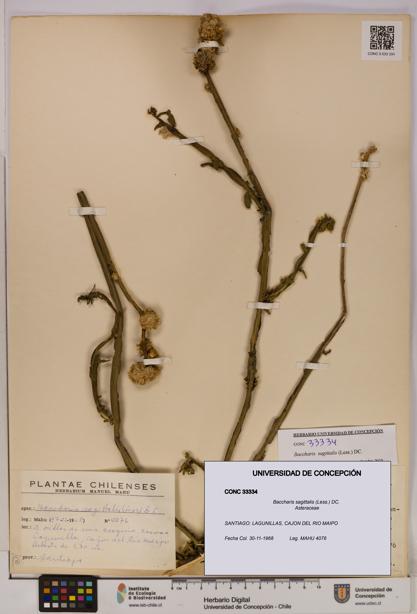 Baccharis sagittalis [Espécimen: UDEC:CONC:0033334]