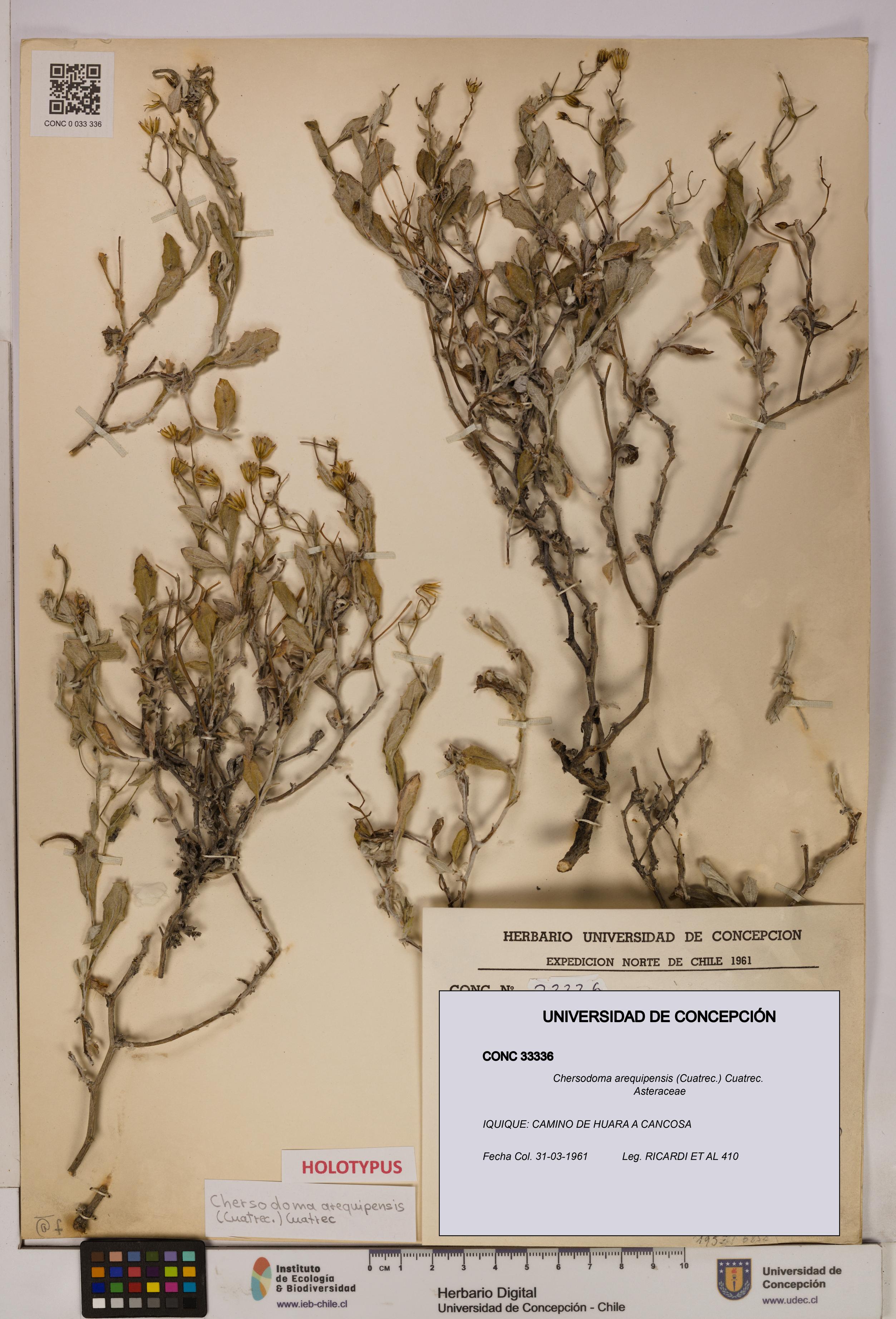 Chersodoma arequipensis [Espécimen: UDEC:CONC:0033336]