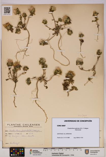 Chaetanthera glabrata [Espécimen: UDEC:CONC:0033337]