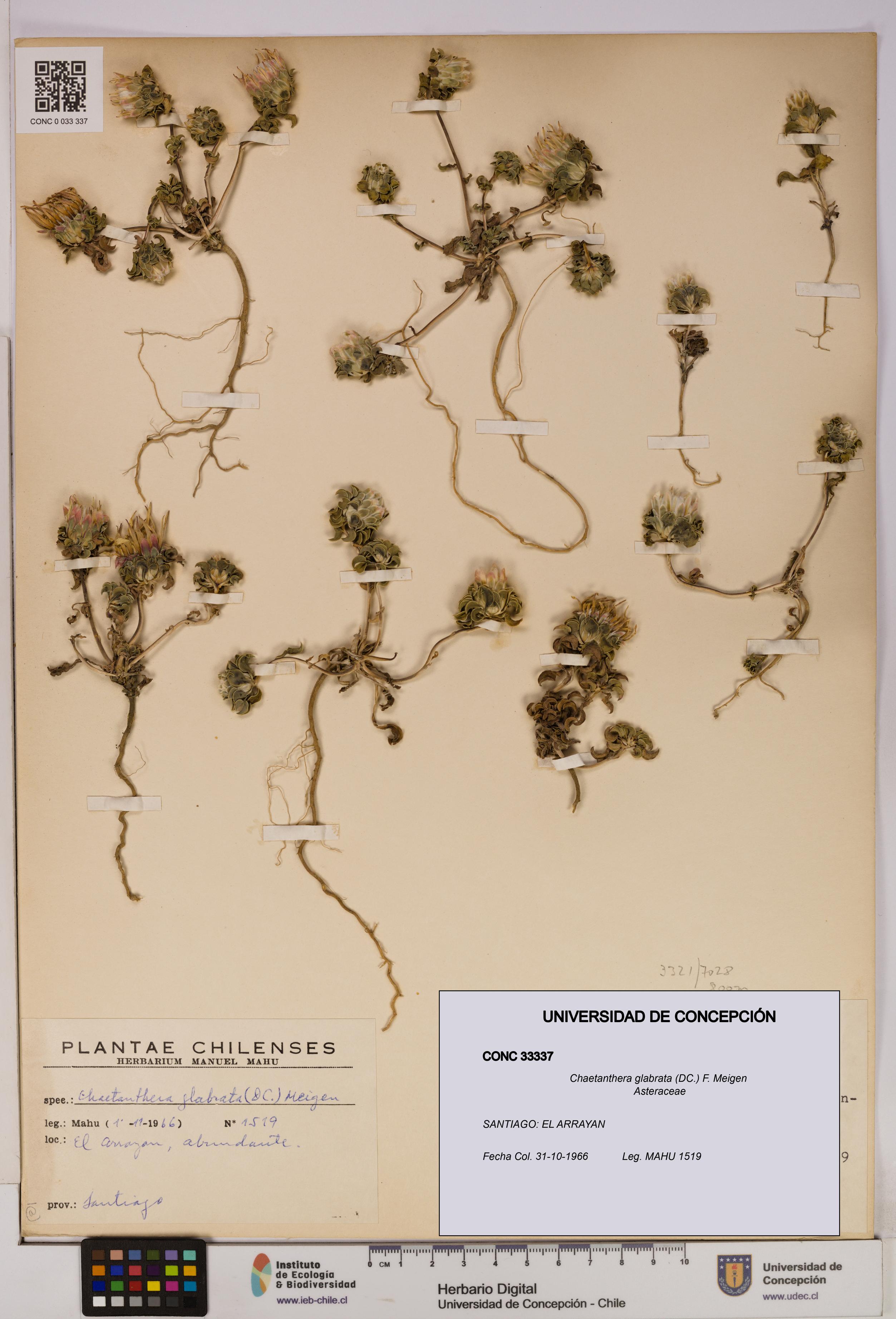 Chaetanthera glabrata [Espécimen: UDEC:CONC:0033337]