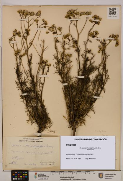 Senecio anthemidiphyllus [Espécimen: UDEC:CONC:0033339]