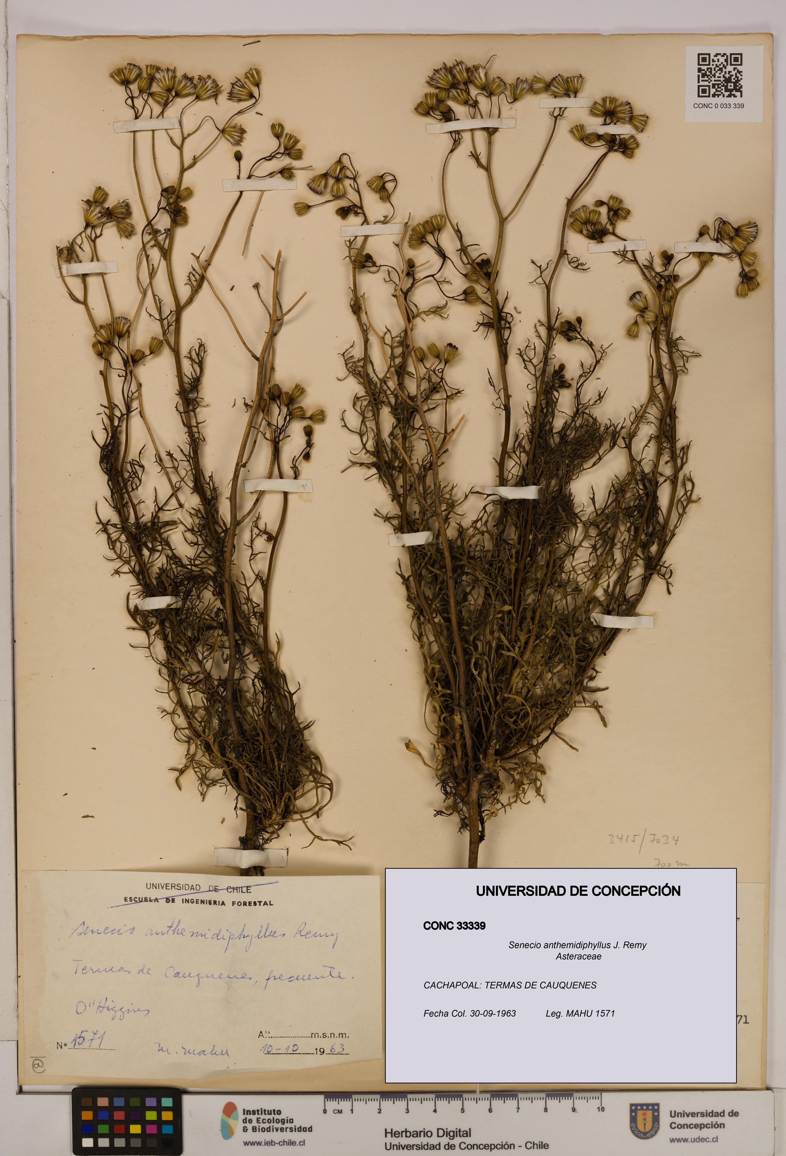 Senecio anthemidiphyllus [Espécimen: UDEC:CONC:0033339]