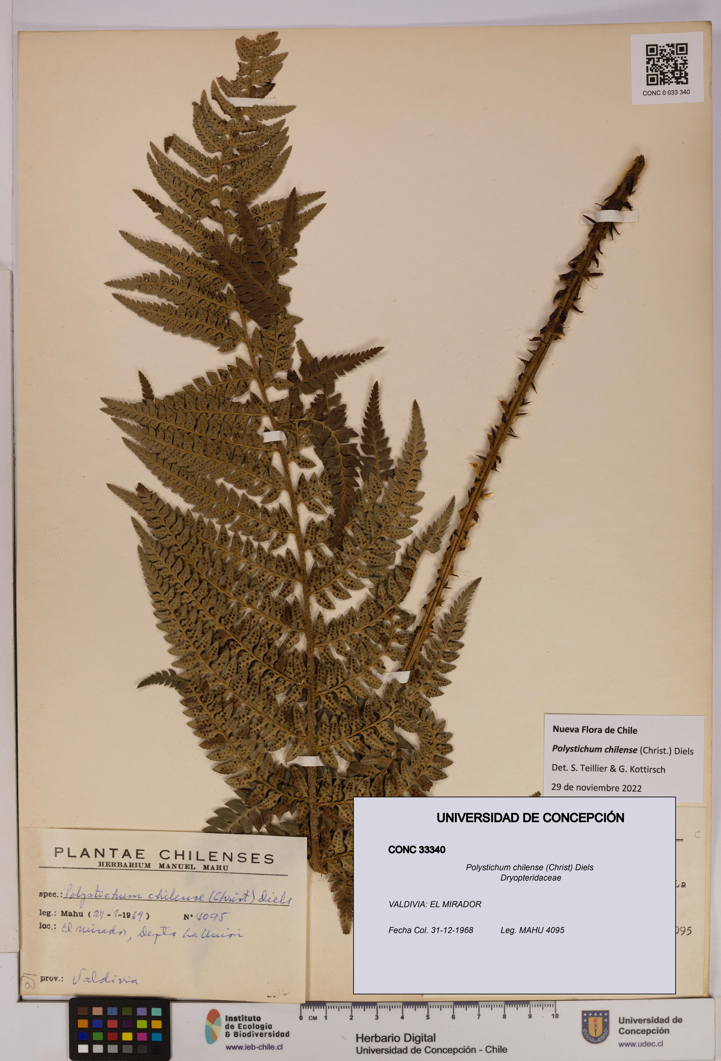 Polystichum chilense [Espécimen: UDEC:CONC:0033340]