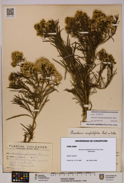 Baccharis salicifolia [Espécimen: UDEC:CONC:0033343]