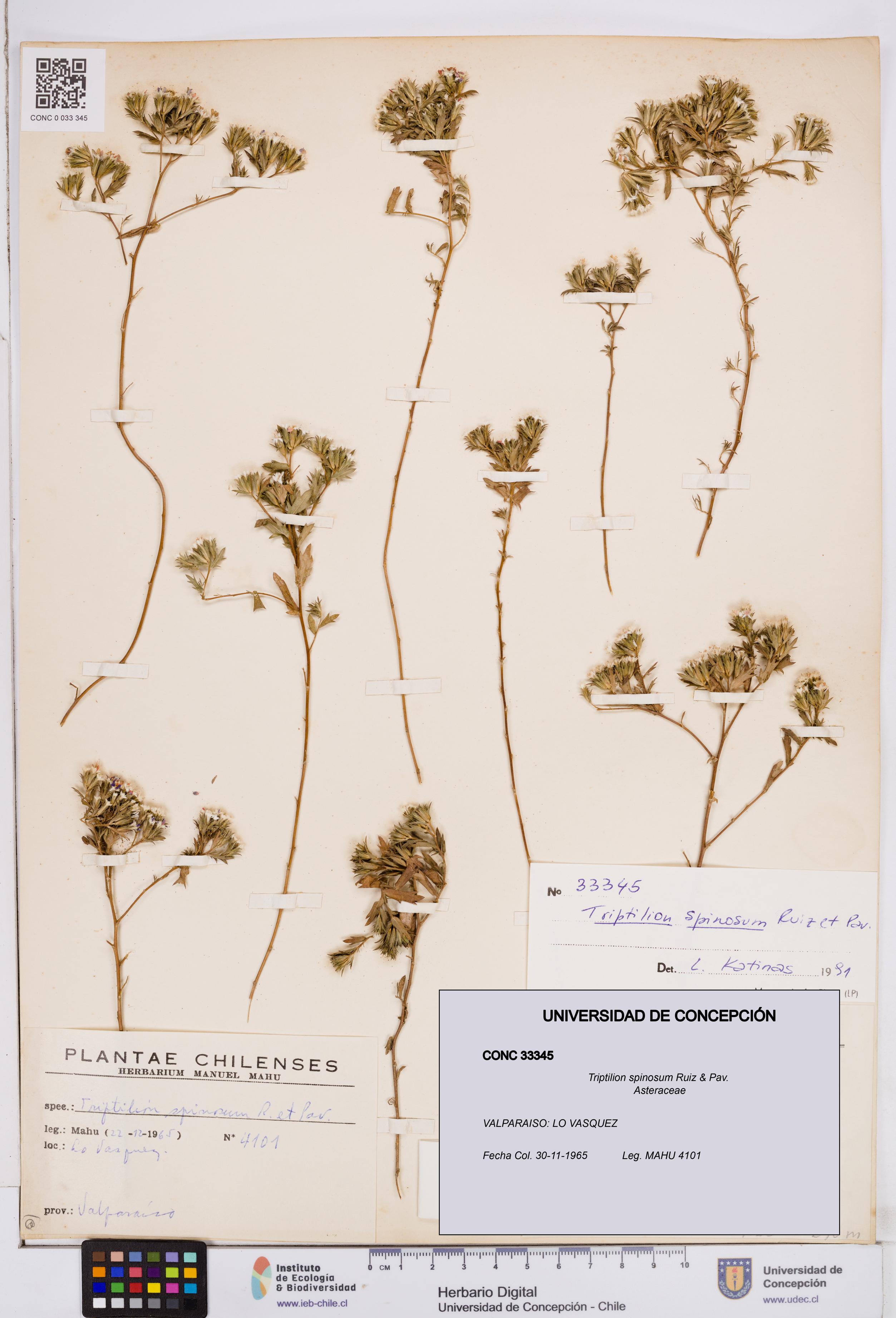 Triptilion spinosum [Espécimen: ]