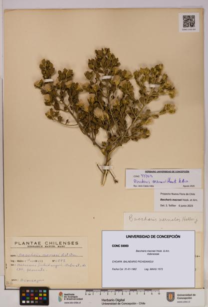 Baccharis macraei [Espécimen: UDEC:CONC:0033353]