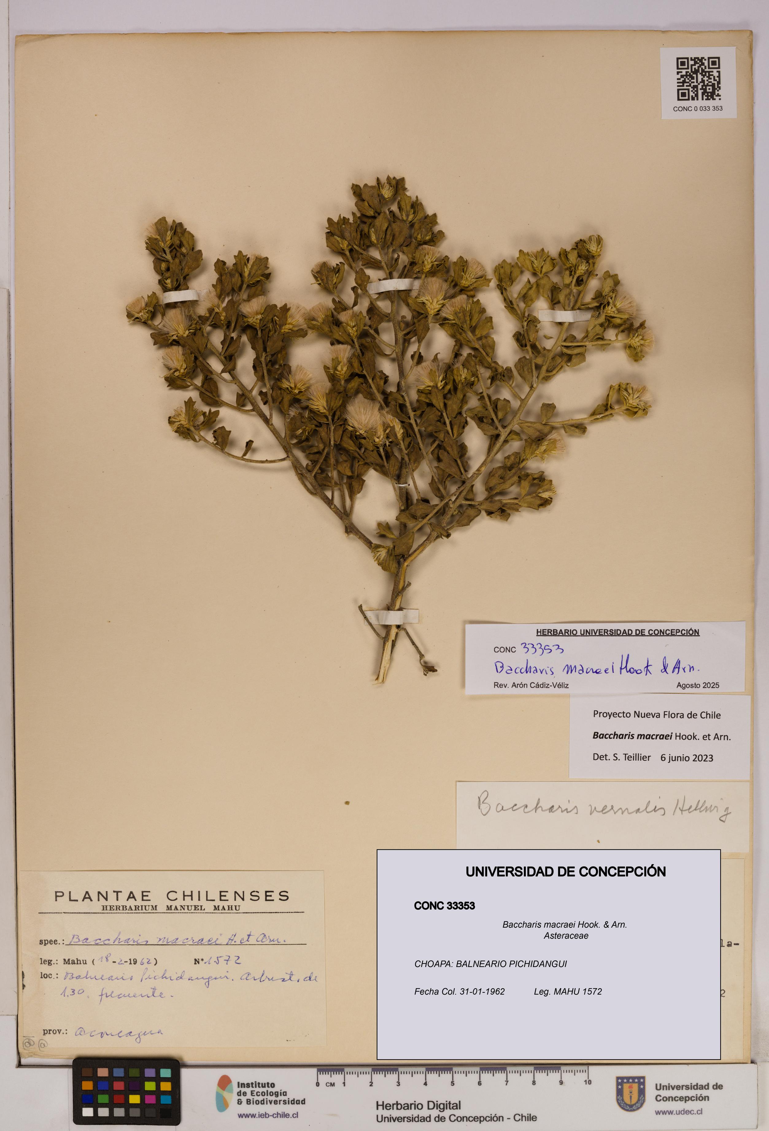 Baccharis macraei [Espécimen: UDEC:CONC:0033353]