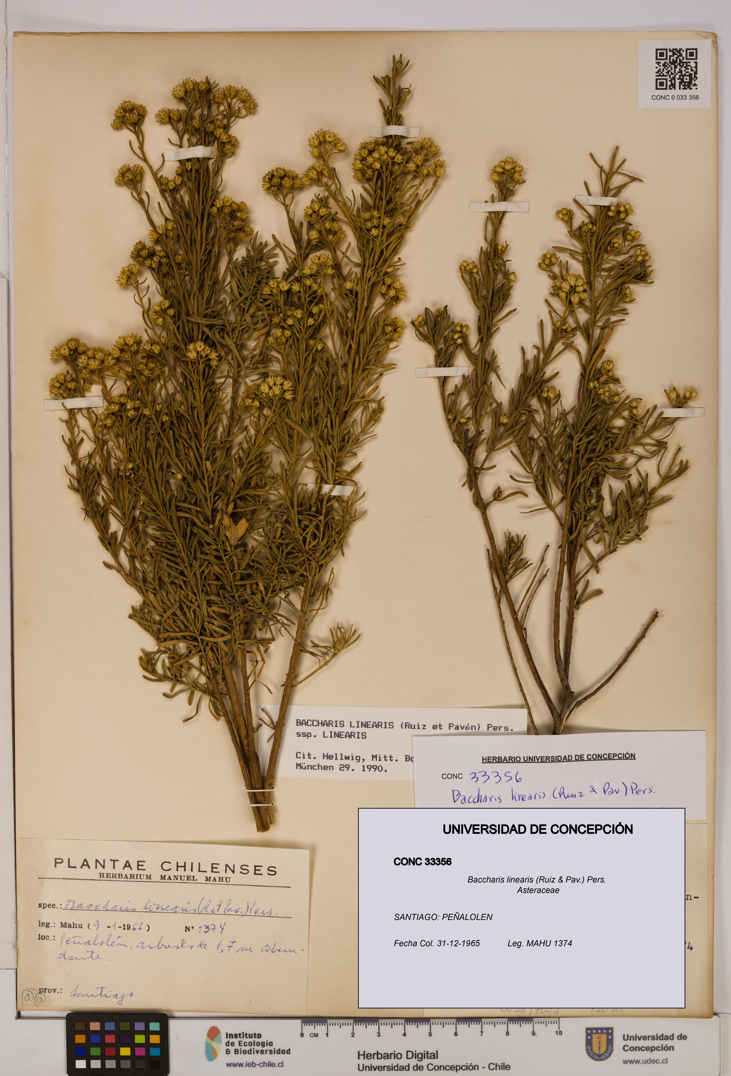 Baccharis linearis [Espécimen: UDEC:CONC:0033356]