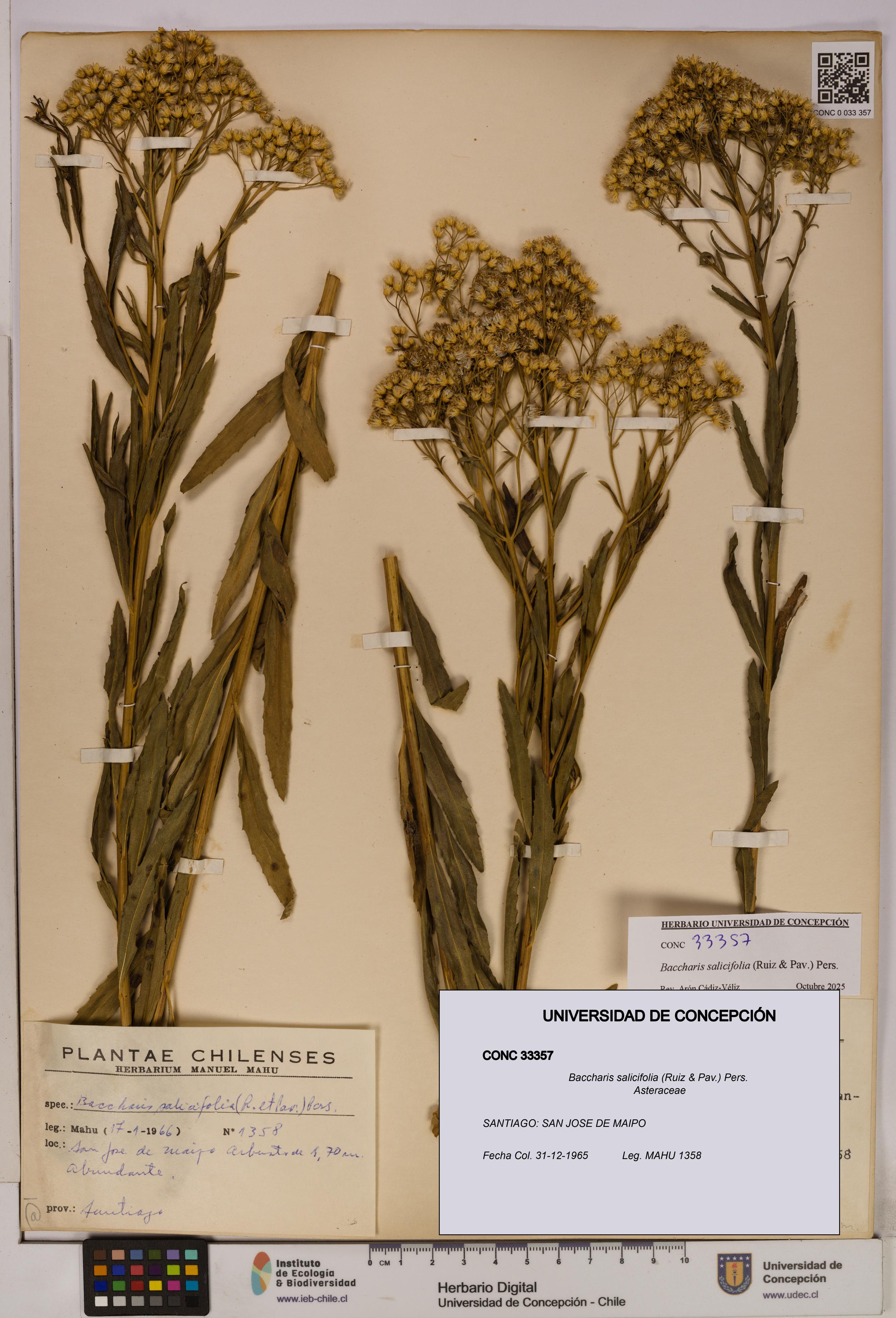 Baccharis salicifolia [Espécimen: UDEC:CONC:0033357]