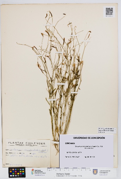 Centaurium cachanlahuen [Espécimen: UDEC:CONC:0033358]