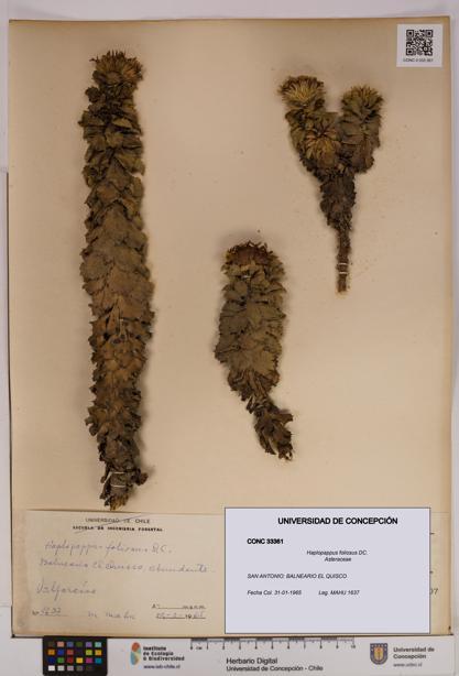 Haplopappus foliosus [Espécimen: UDEC:CONC:0033361]