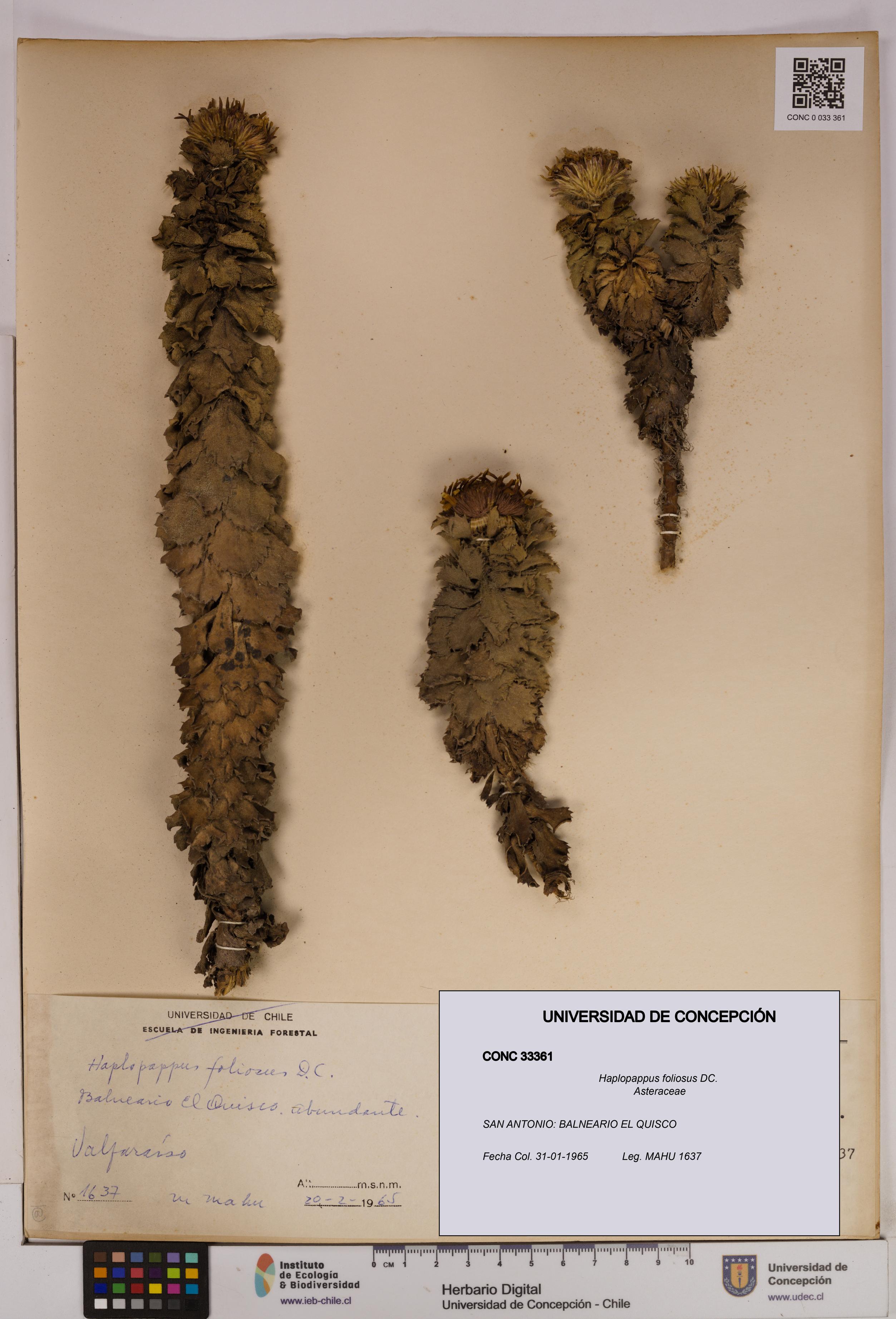 Haplopappus foliosus [Espécimen: UDEC:CONC:0033361]
