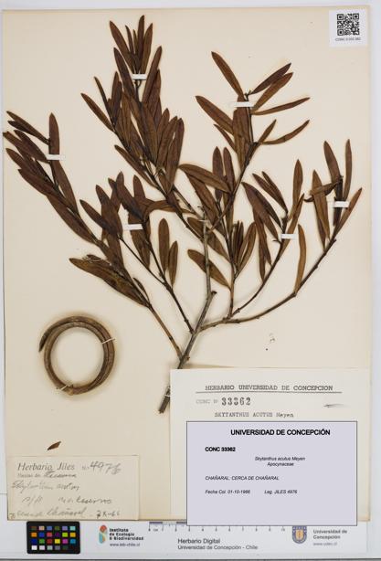 Skytanthus acutus [Espécimen: UDEC:CONC:0033362]