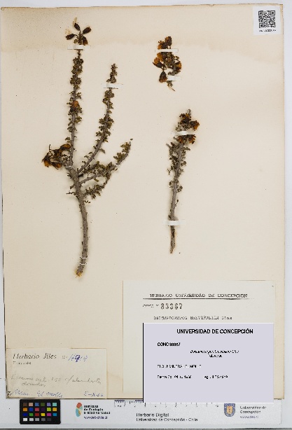 Balsamocarpon brevifolium [Espécimen: UDEC:CONC:0033367]