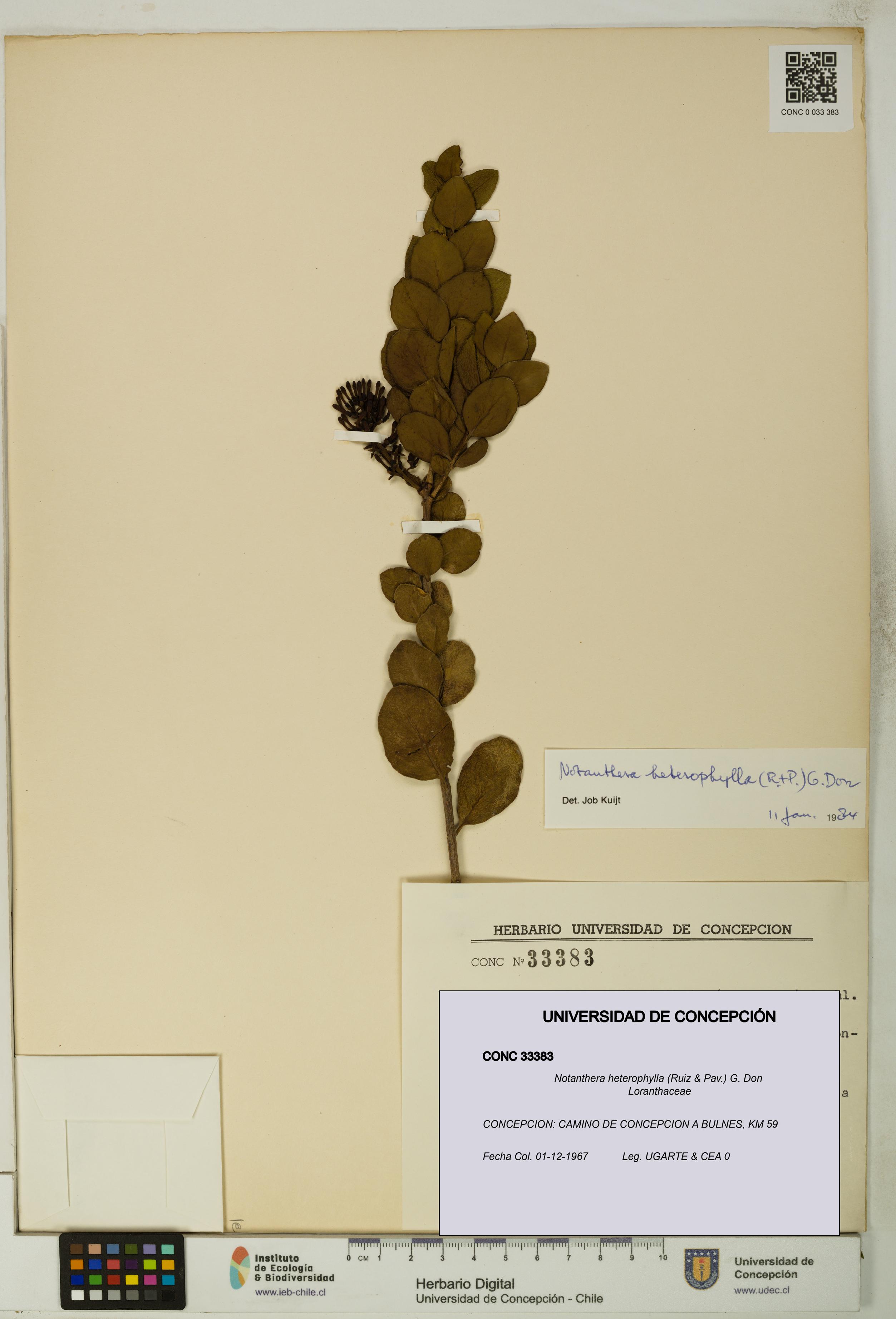 Notanthera heterophylla [Espécimen: UDEC:CONC:0033383]