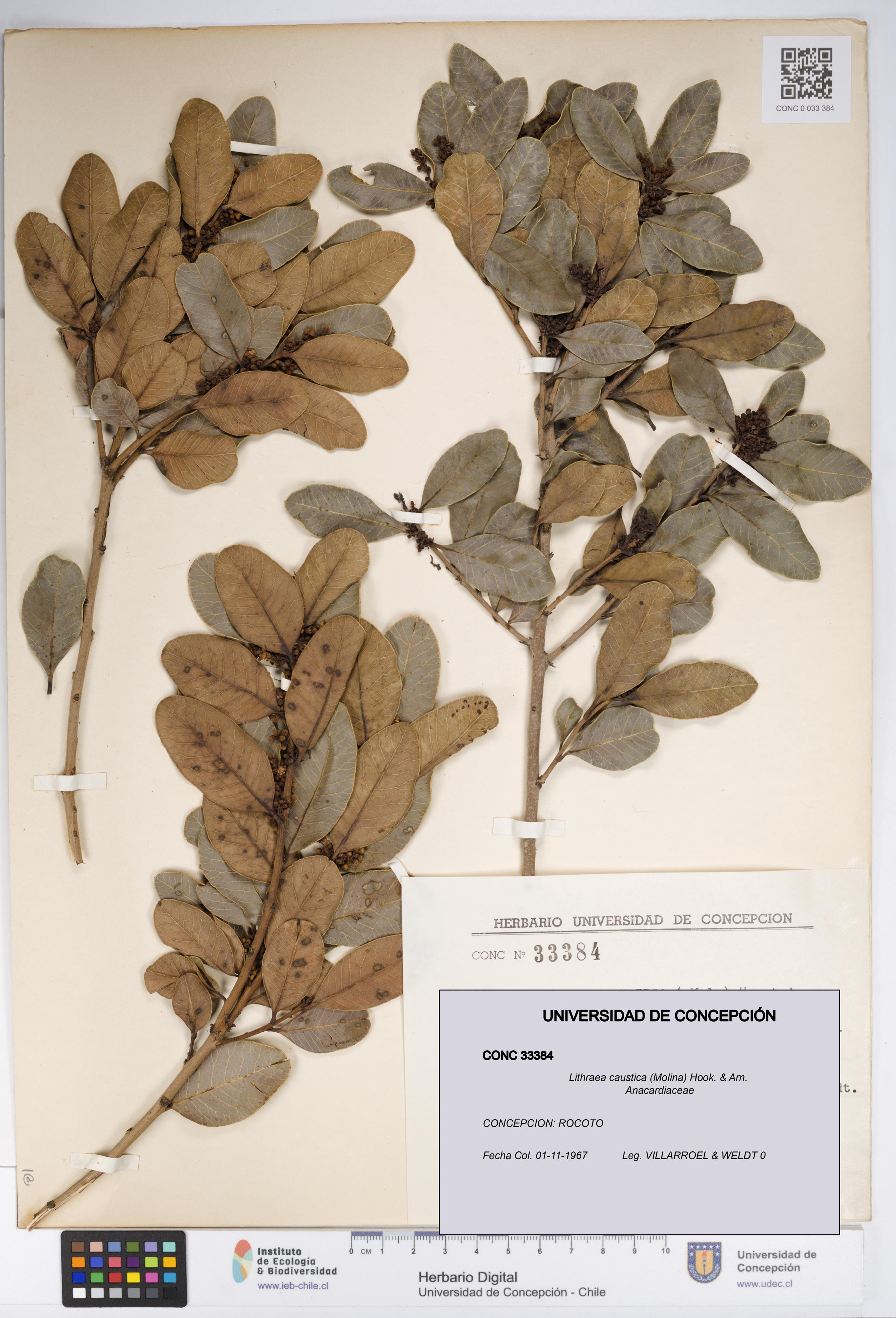 Lithraea caustica [Espécimen: UDEC:CONC:0033384]