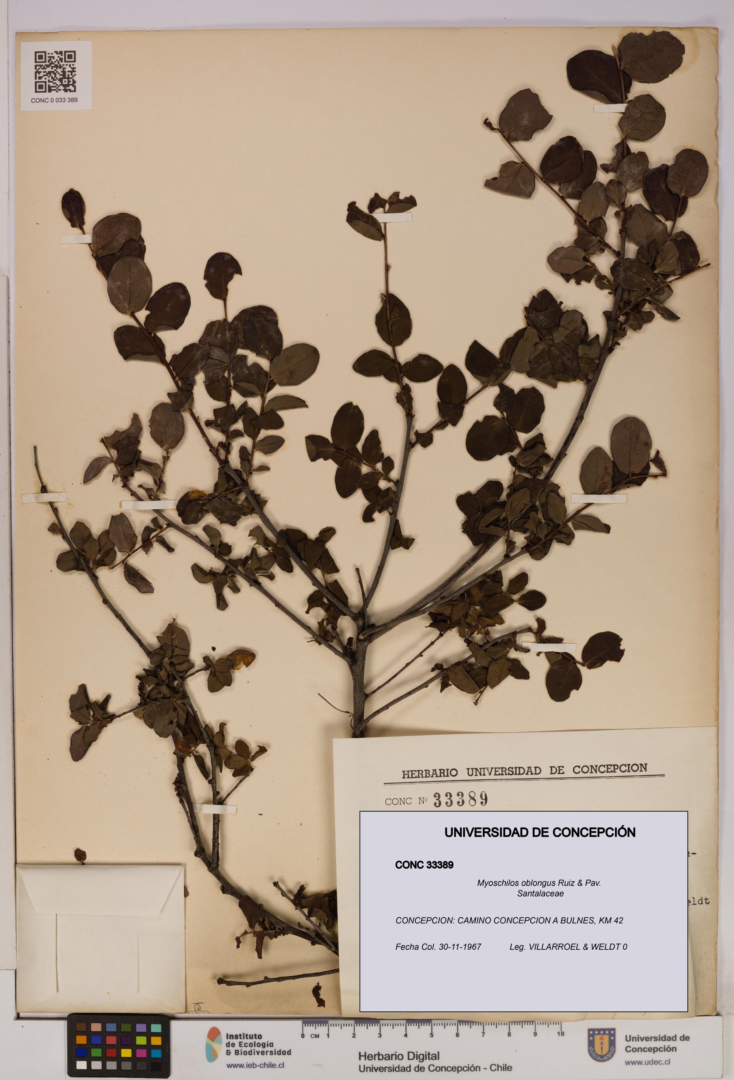 Myoschilos oblongus [Espécimen: UDEC:CONC:0033389]