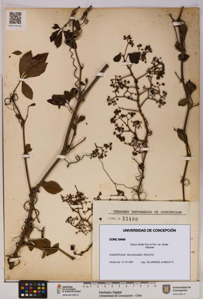 Cissus striata var. striata [Espécimen: UDEC:CONC:0033400]