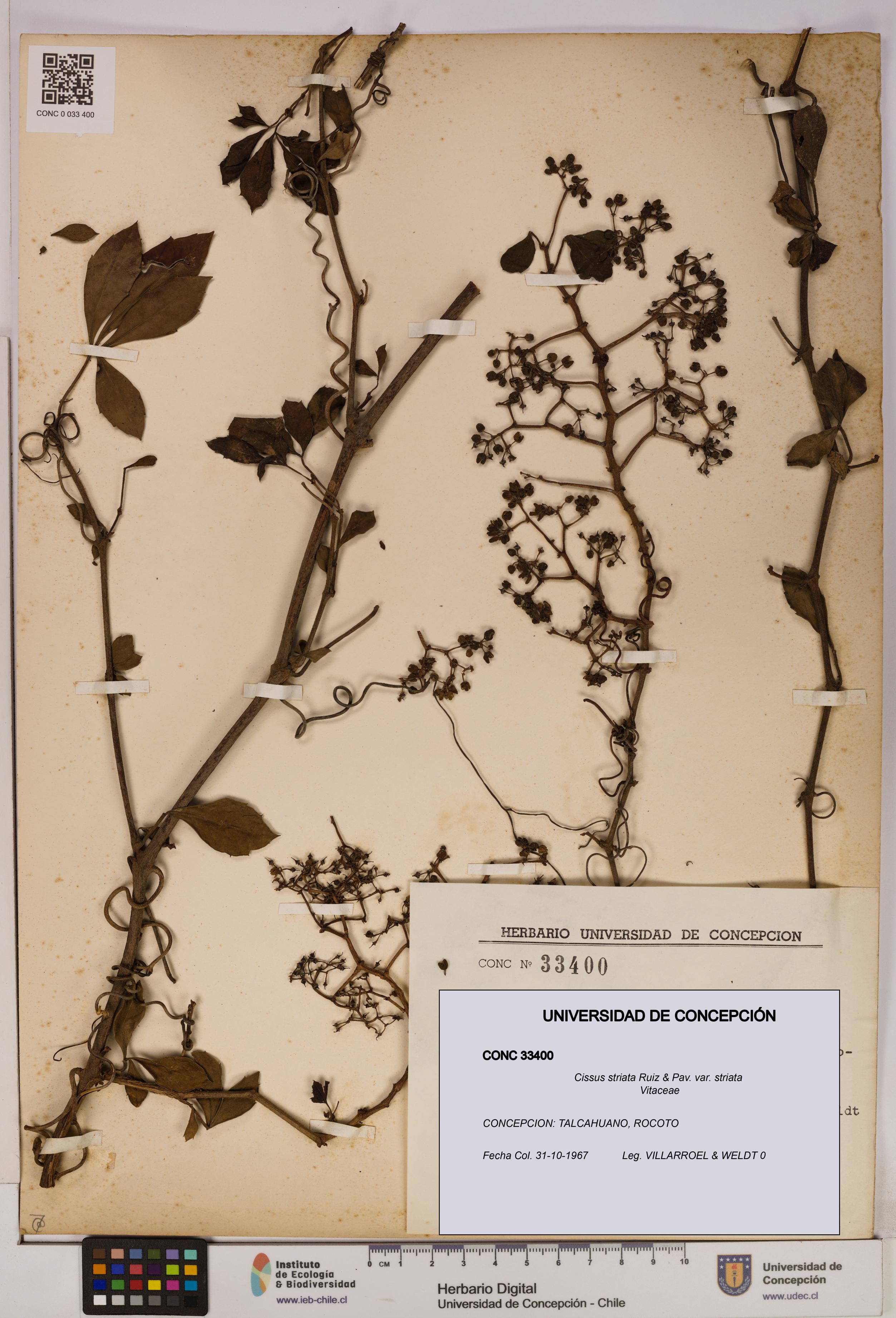 Cissus striata var. striata [Espécimen: UDEC:CONC:0033400]