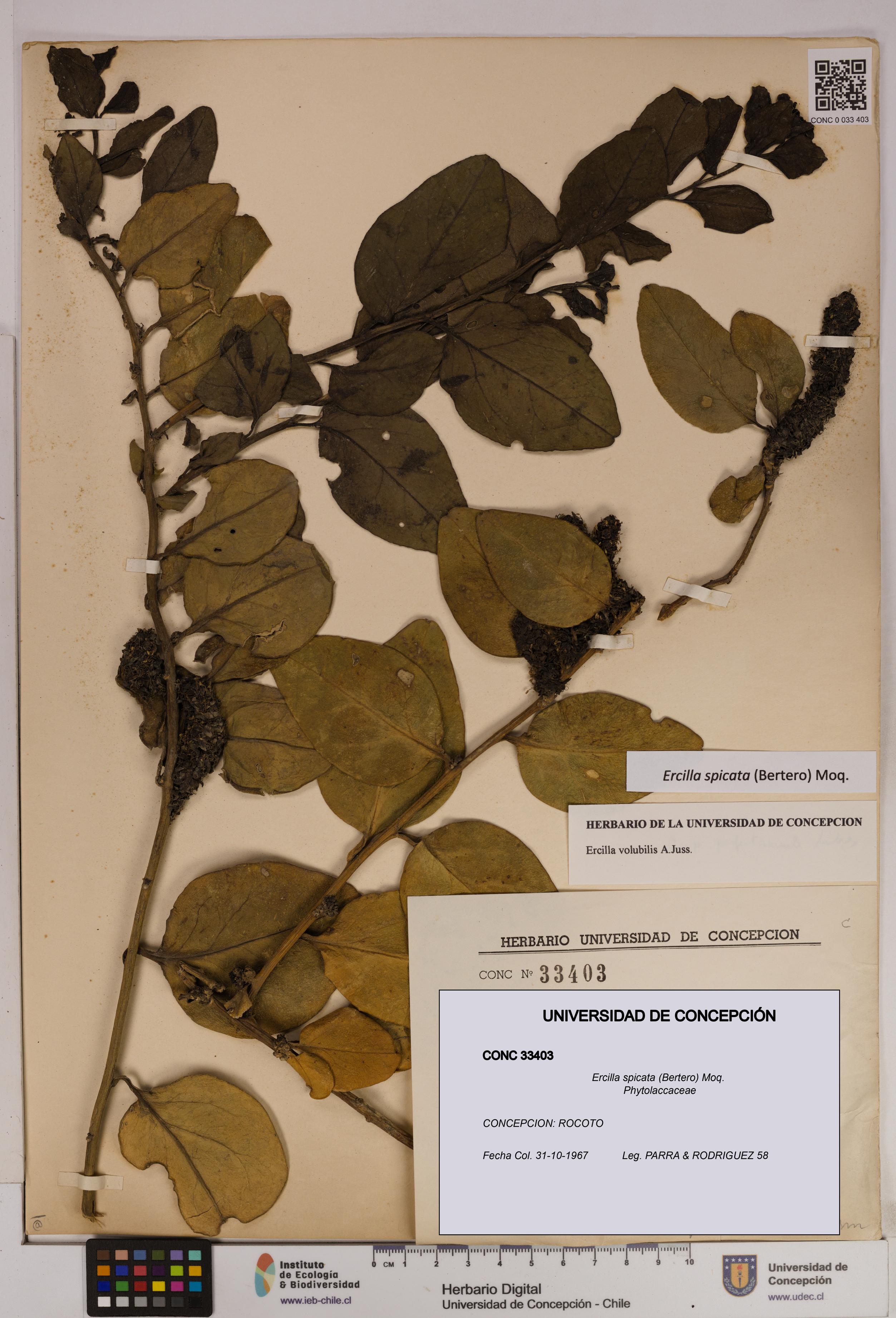 Ercilla spicata [Espécimen: UDEC:CONC:0033403]