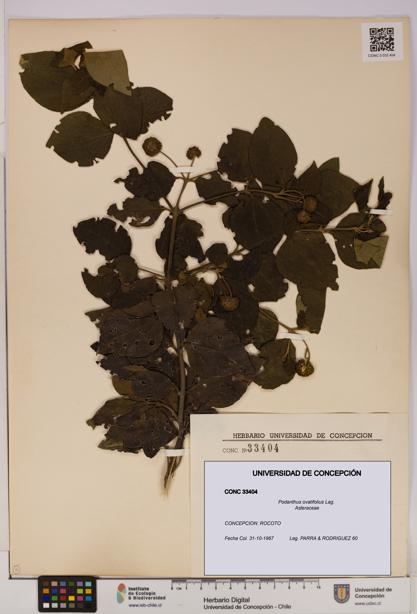 Podanthus ovatifolius [Espécimen: ]
