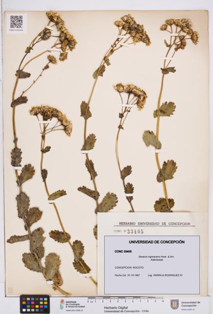 Senecio nigrescens [Espécimen: ]