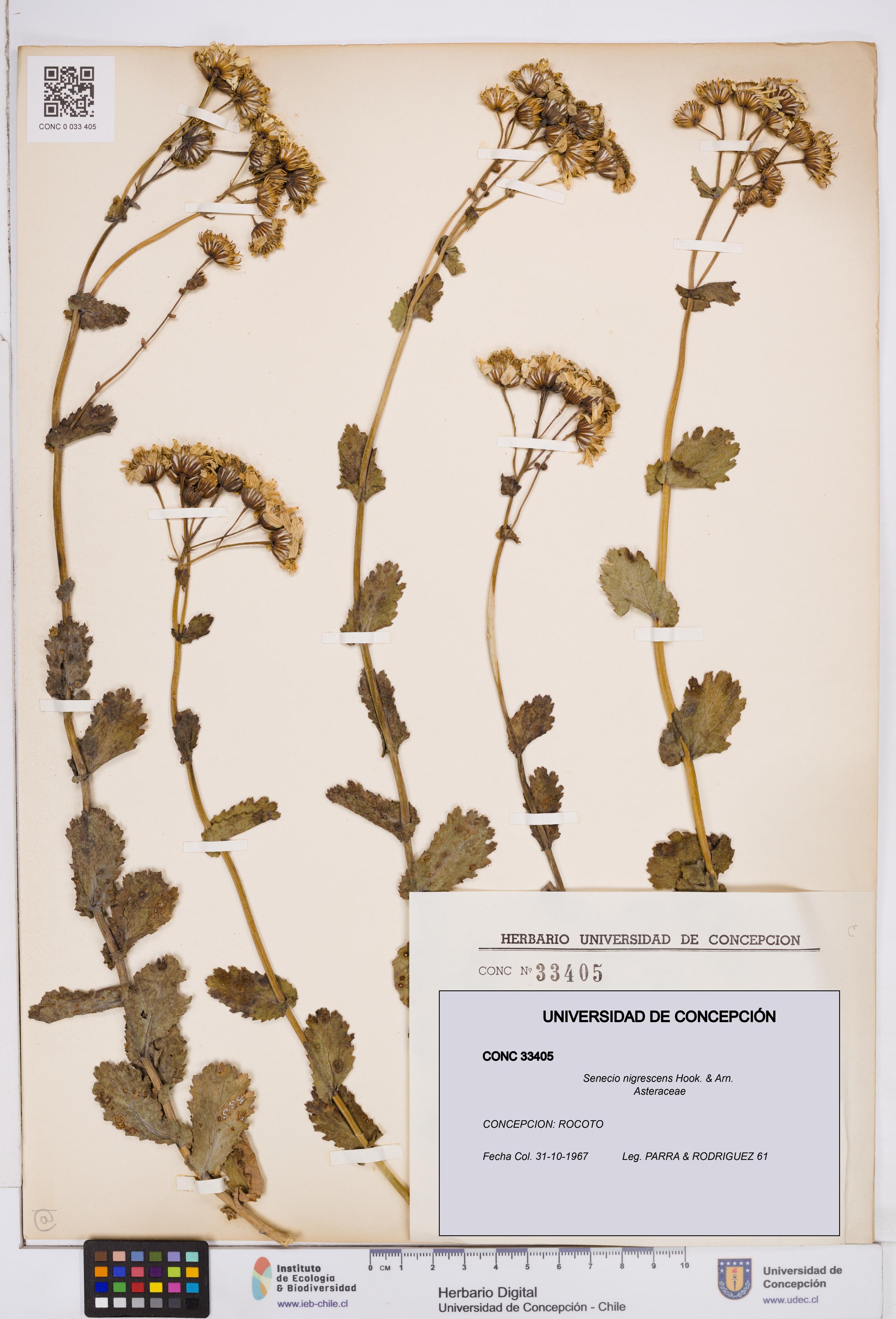 Senecio nigrescens [Espécimen: ]