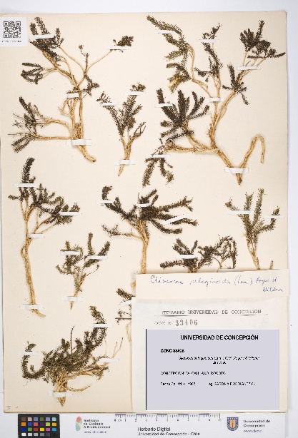 Cliococca selaginoides [Espécimen: UDEC:CONC:0033406]