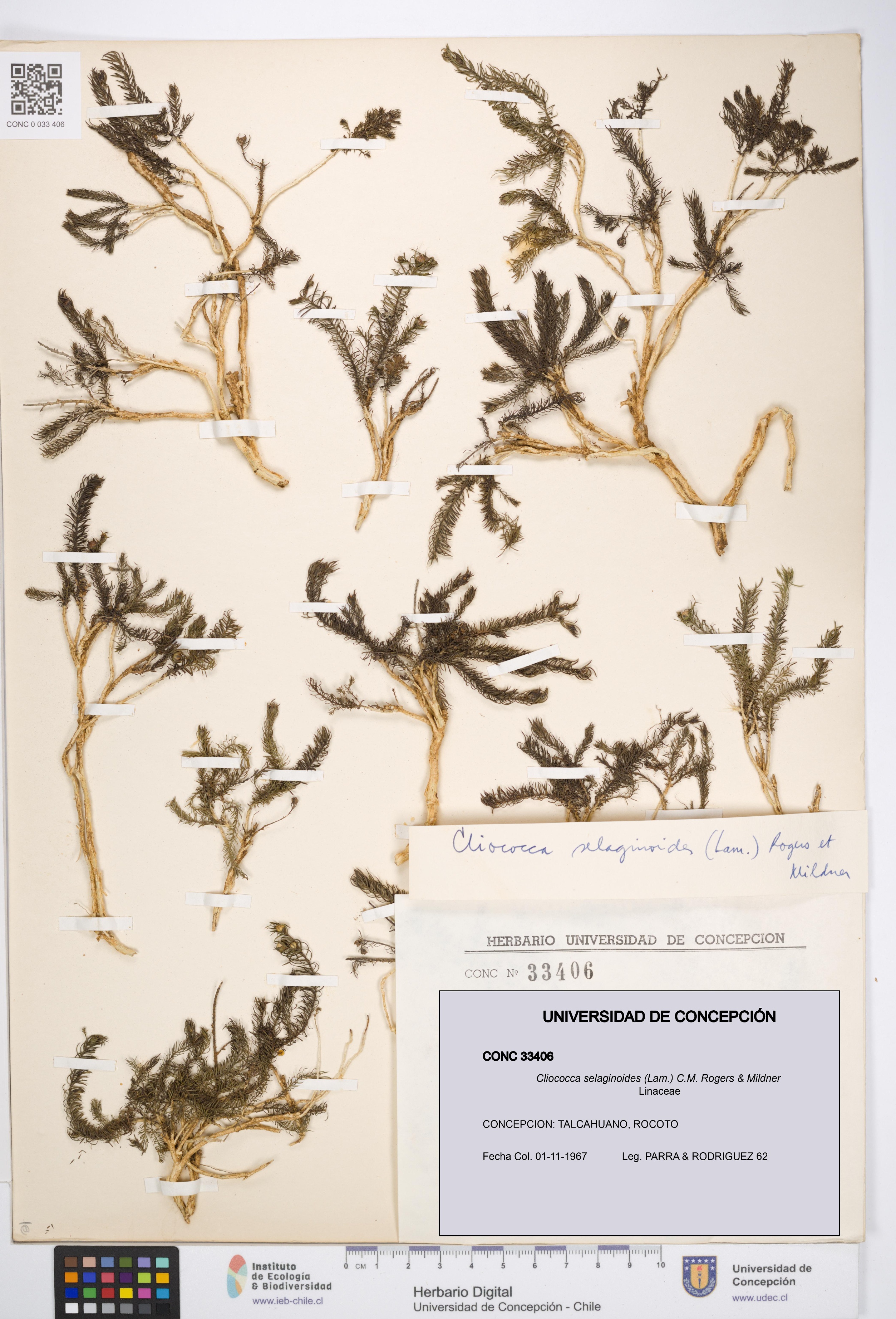 Cliococca selaginoides [Espécimen: UDEC:CONC:0033406]