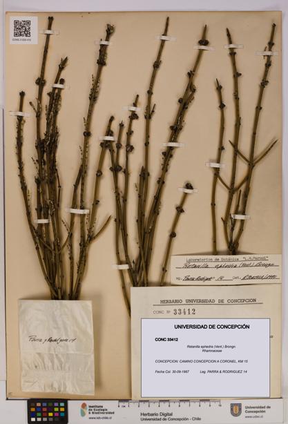 Retanilla ephedra [Espécimen: UDEC:CONC:0033412]