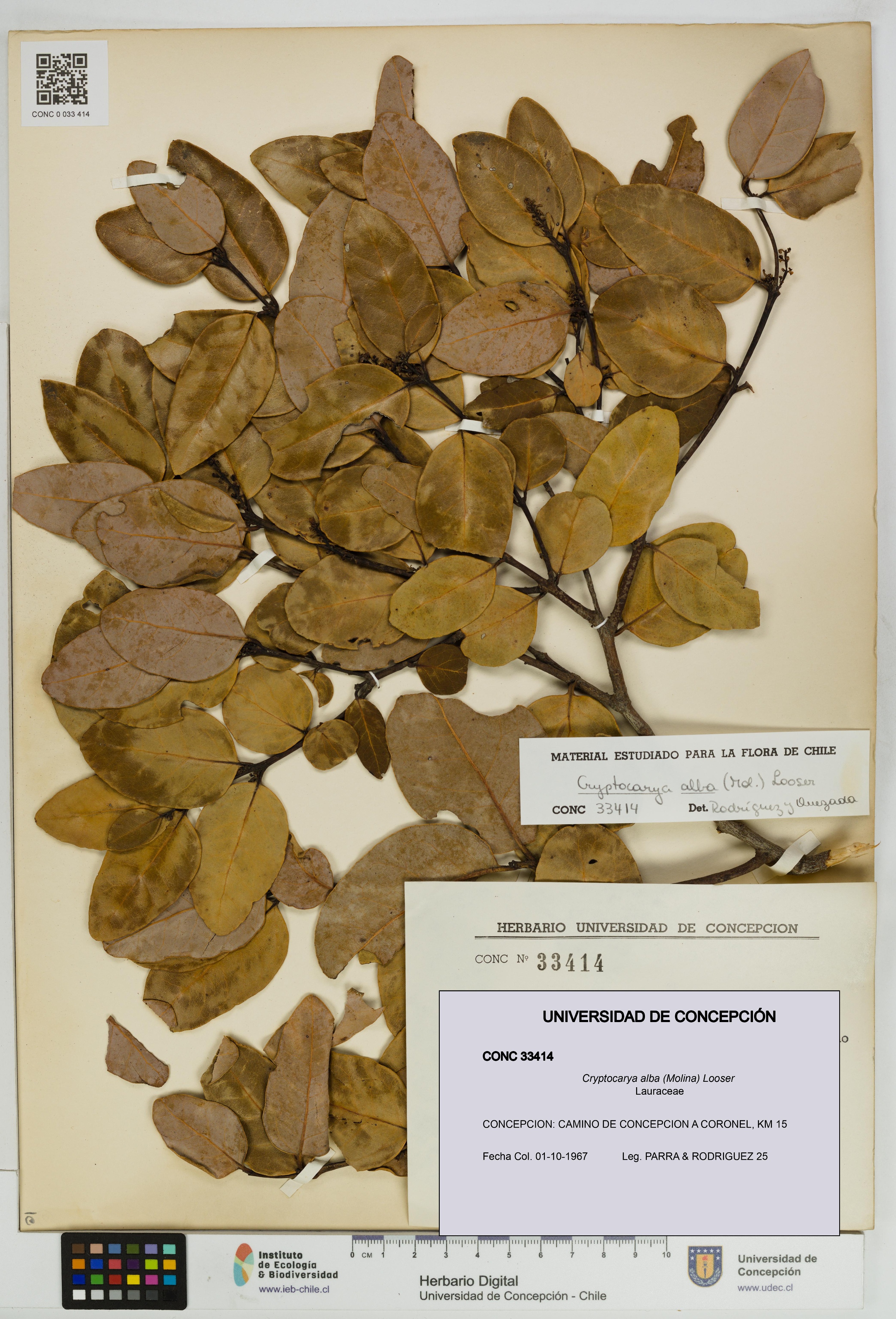 Cryptocarya alba [Espécimen: UDEC:CONC:0033414]