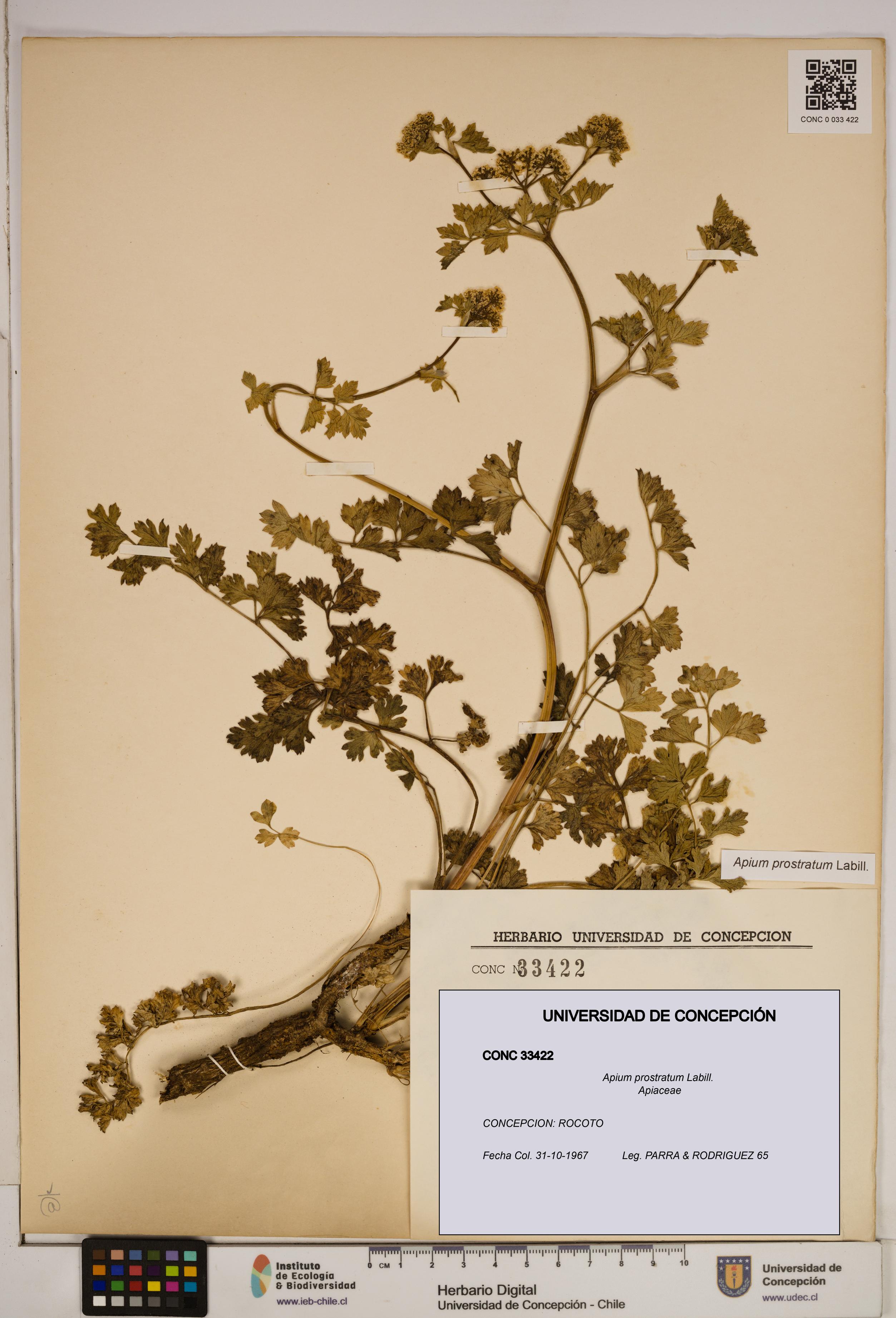 Apium prostratum [Espécimen: ]