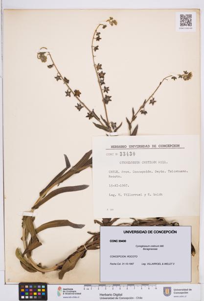 Cynoglossum creticum [Espécimen: ]