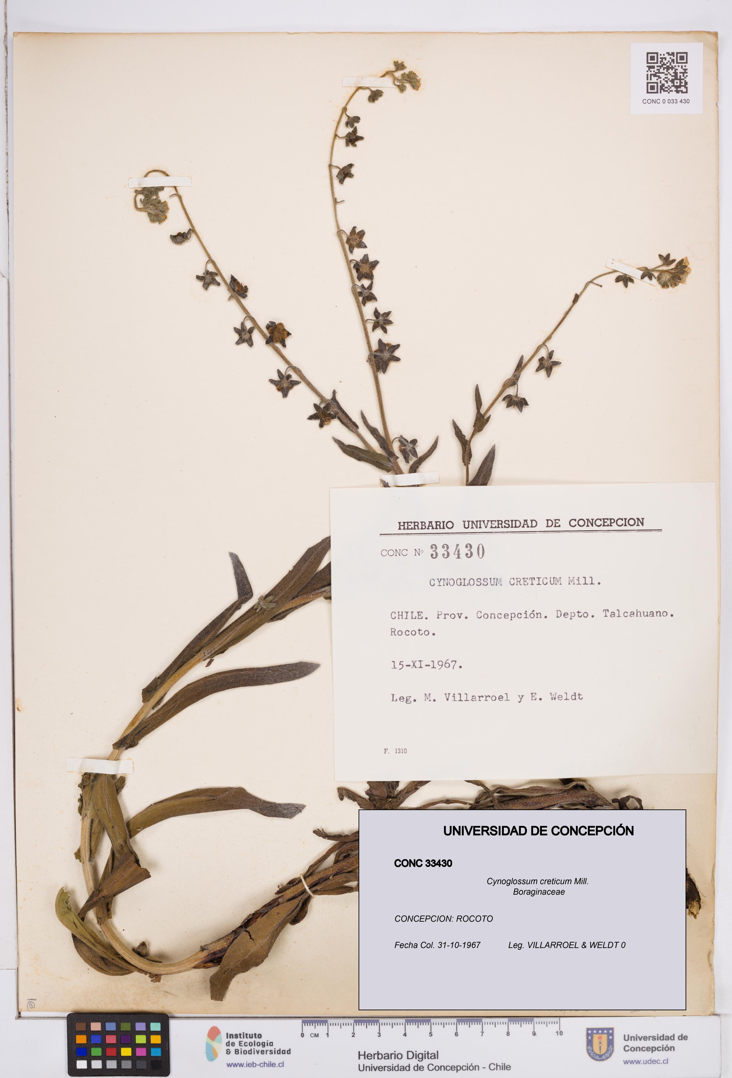 Cynoglossum creticum [Espécimen: ]