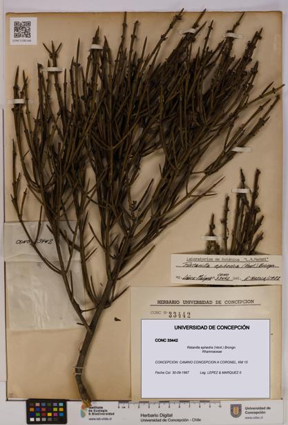 Retanilla ephedra [Espécimen: UDEC:CONC:0033442]