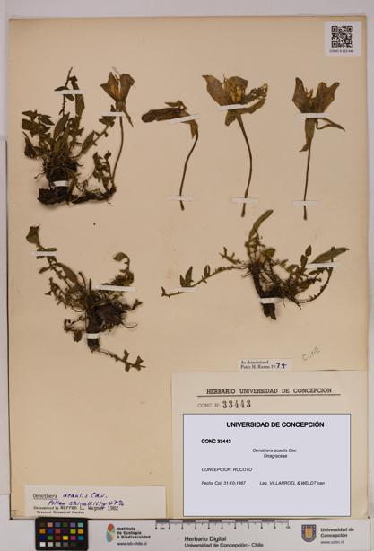 Oenothera acaulis [Espécimen: UDEC:CONC:0033443]