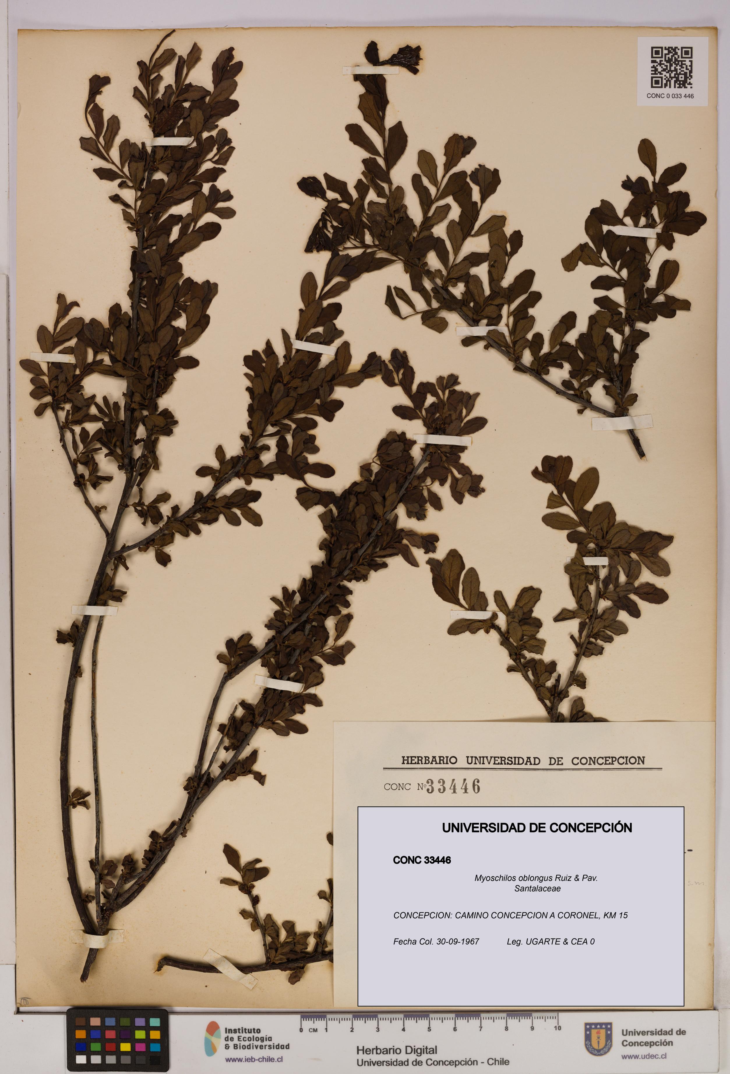 Myoschilos oblongus [Espécimen: UDEC:CONC:0033446]