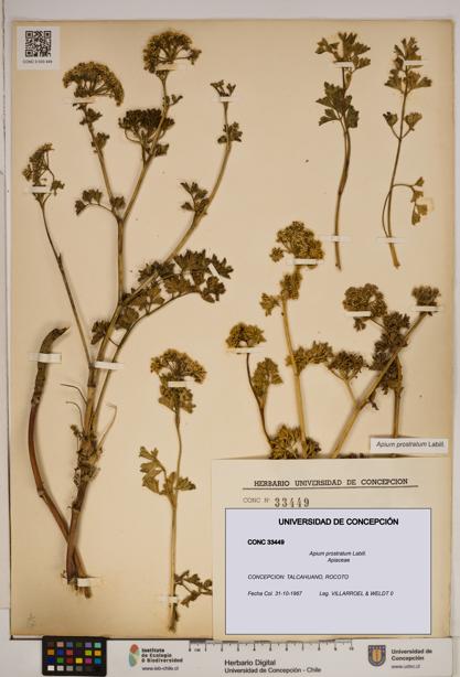 Apium prostratum [Espécimen: ]