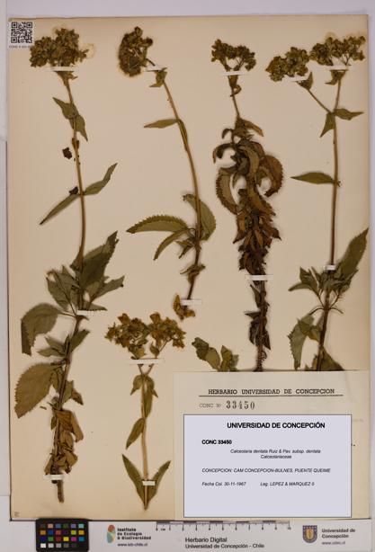 Calceolaria dentata subsp. dentata [Espécimen: UDEC:CONC:0033450]