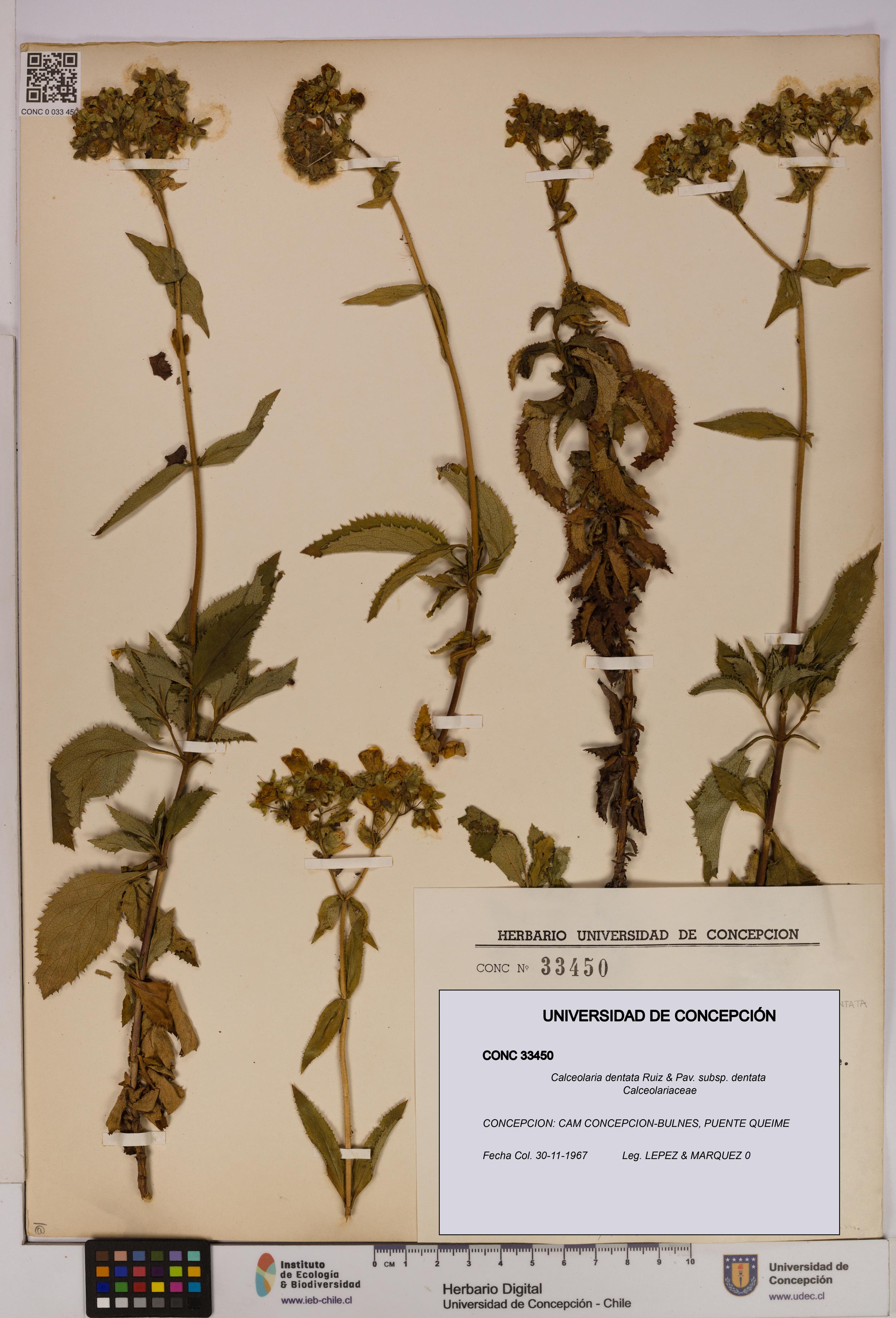 Calceolaria dentata subsp. dentata [Espécimen: UDEC:CONC:0033450]