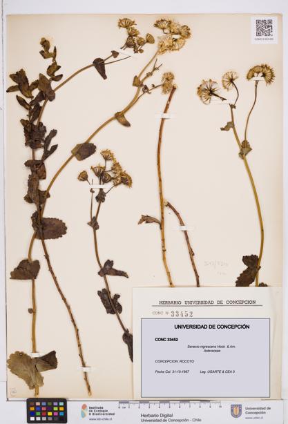 Senecio nigrescens [Espécimen: ]