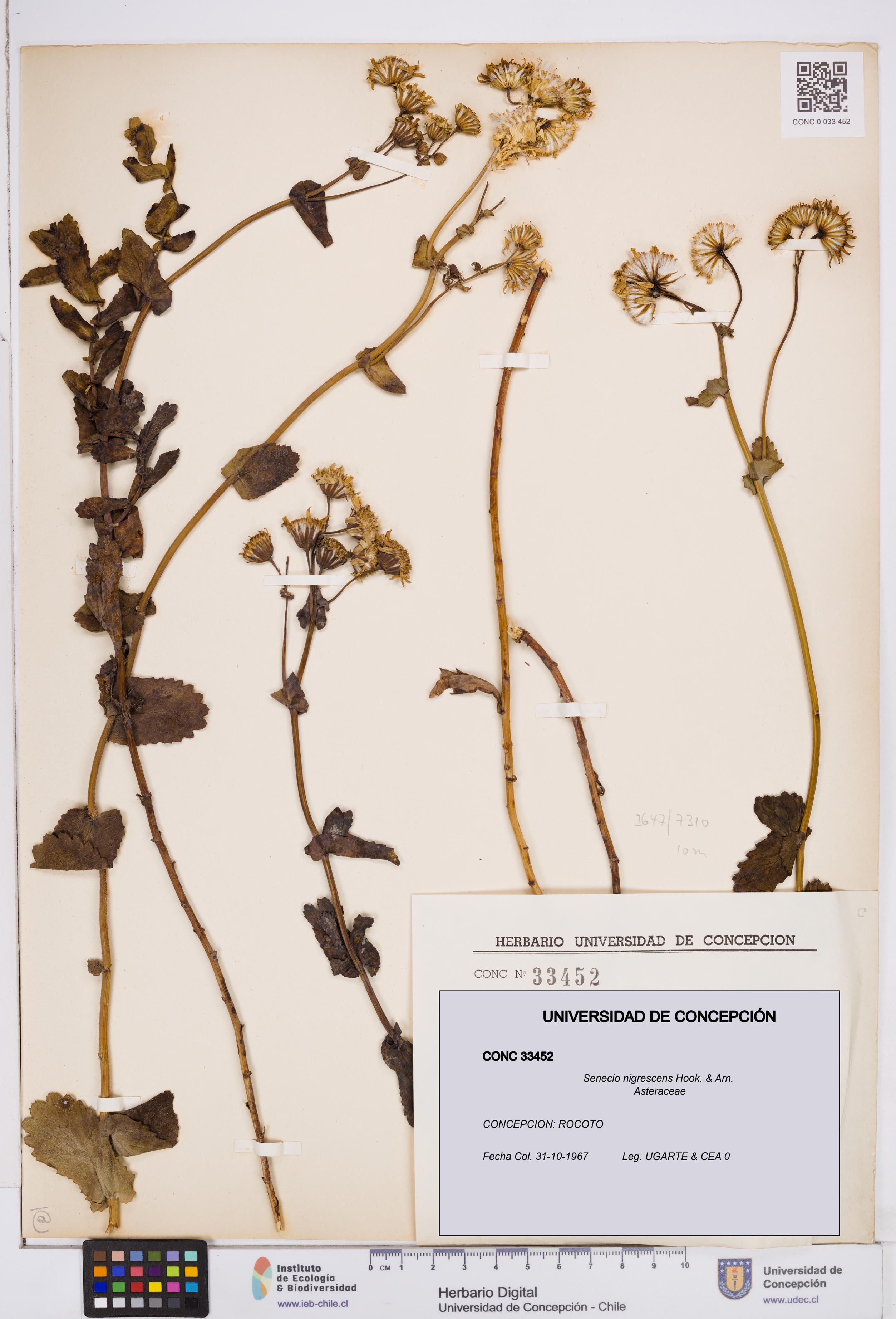 Senecio nigrescens [Espécimen: ]