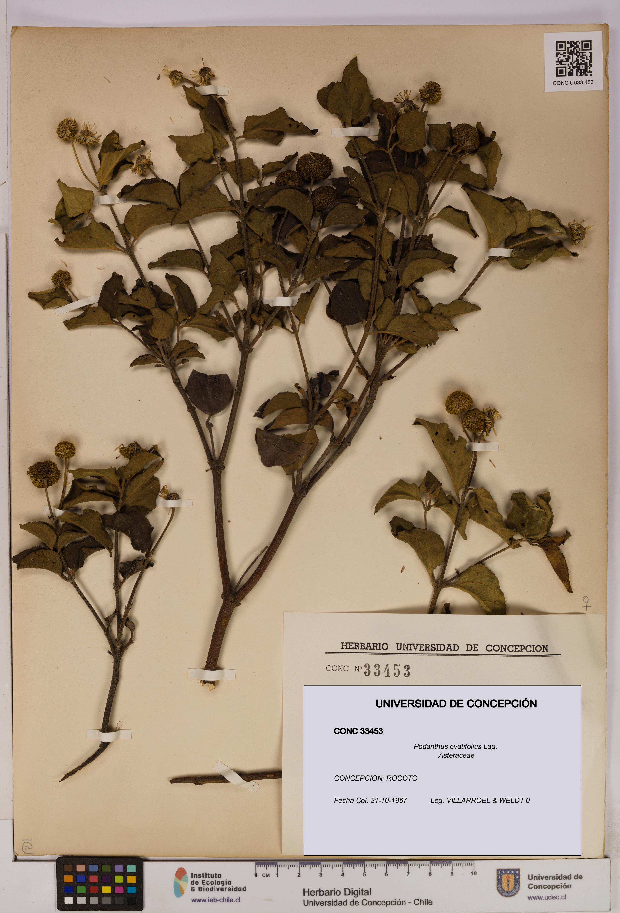 Podanthus ovatifolius [Espécimen: ]
