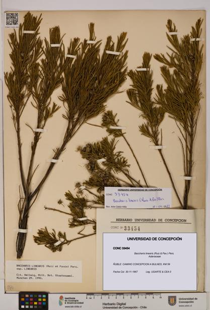 Baccharis linearis [Espécimen: UDEC:CONC:0033454]