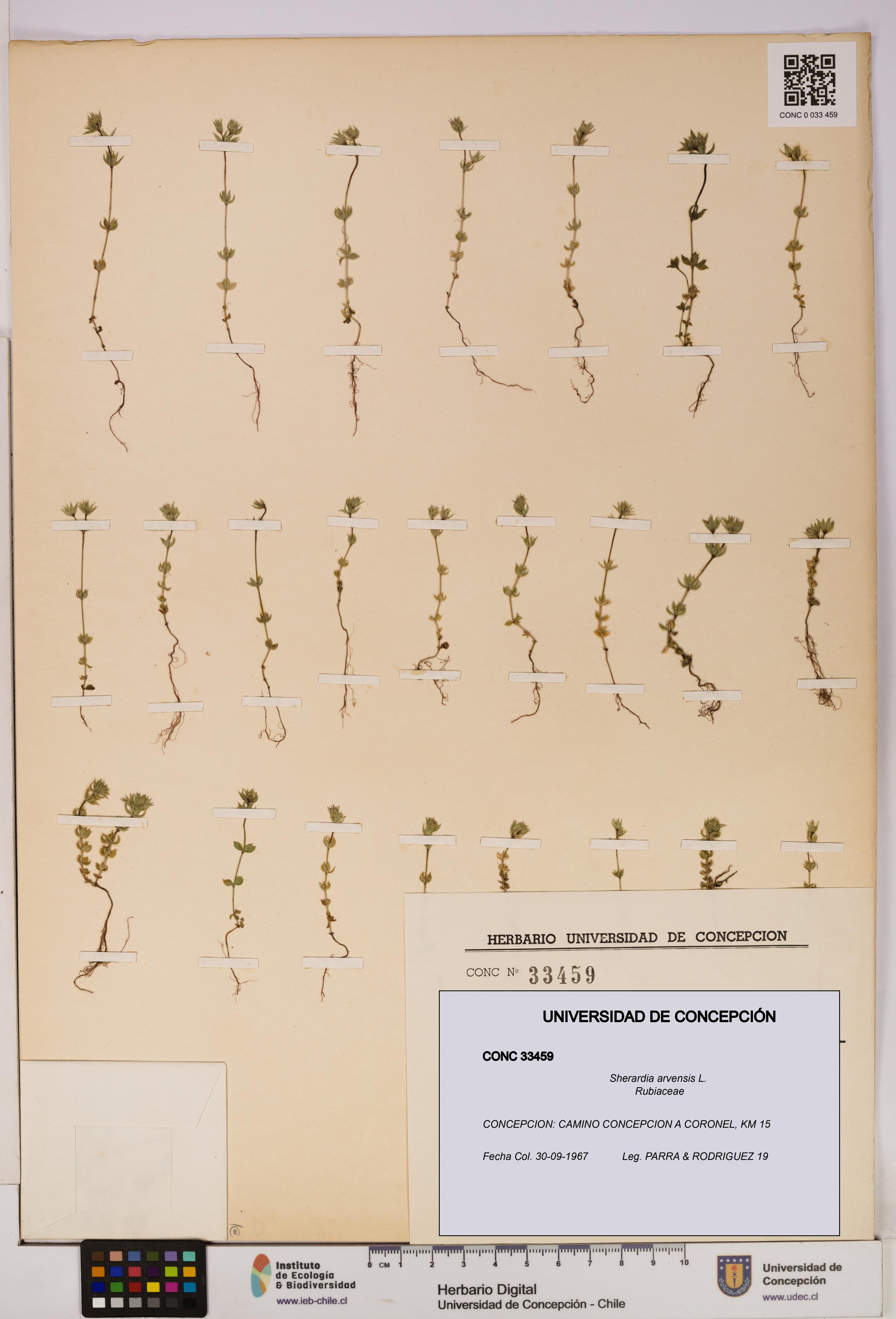 Sherardia arvensis [Espécimen: UDEC:CONC:0033459]