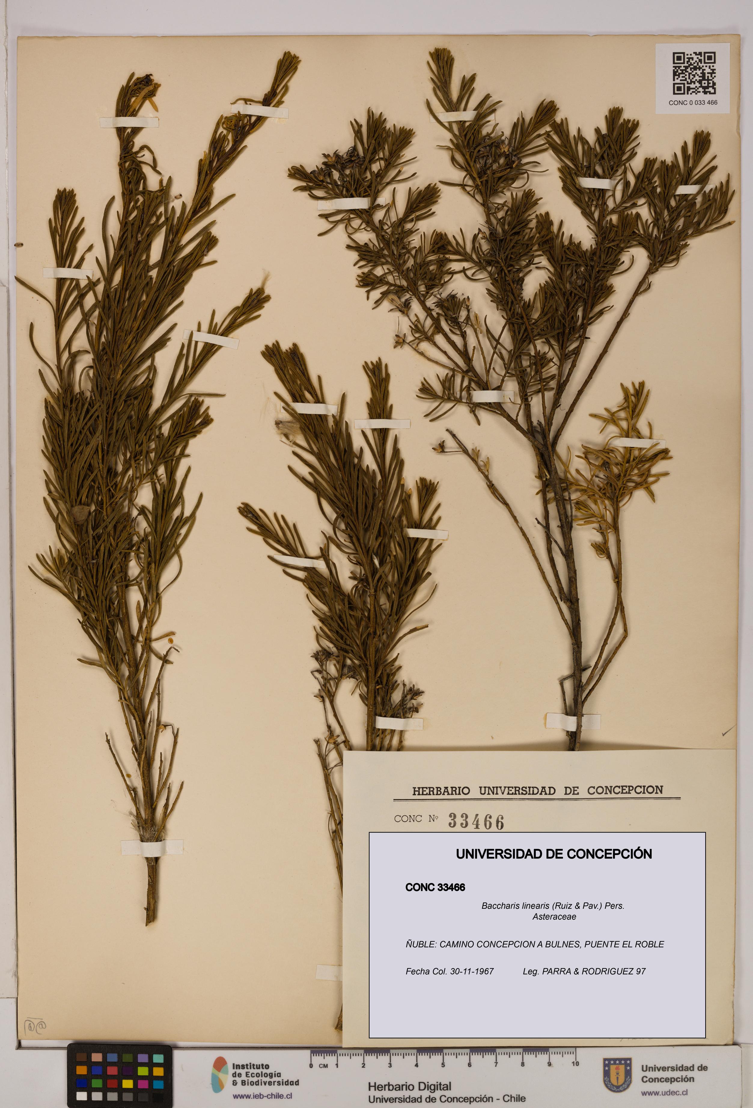 Baccharis linearis [Espécimen: UDEC:CONC:0033466]