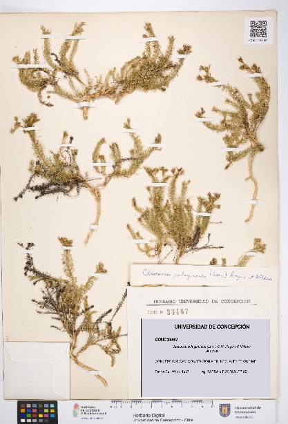 Cliococca selaginoides [Espécimen: UDEC:CONC:0033467]