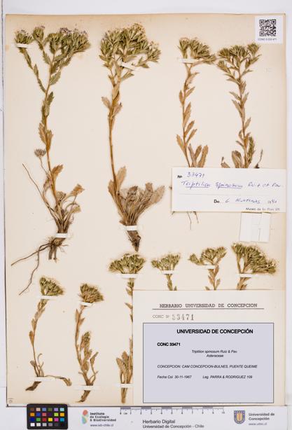 Triptilion spinosum [Espécimen: ]