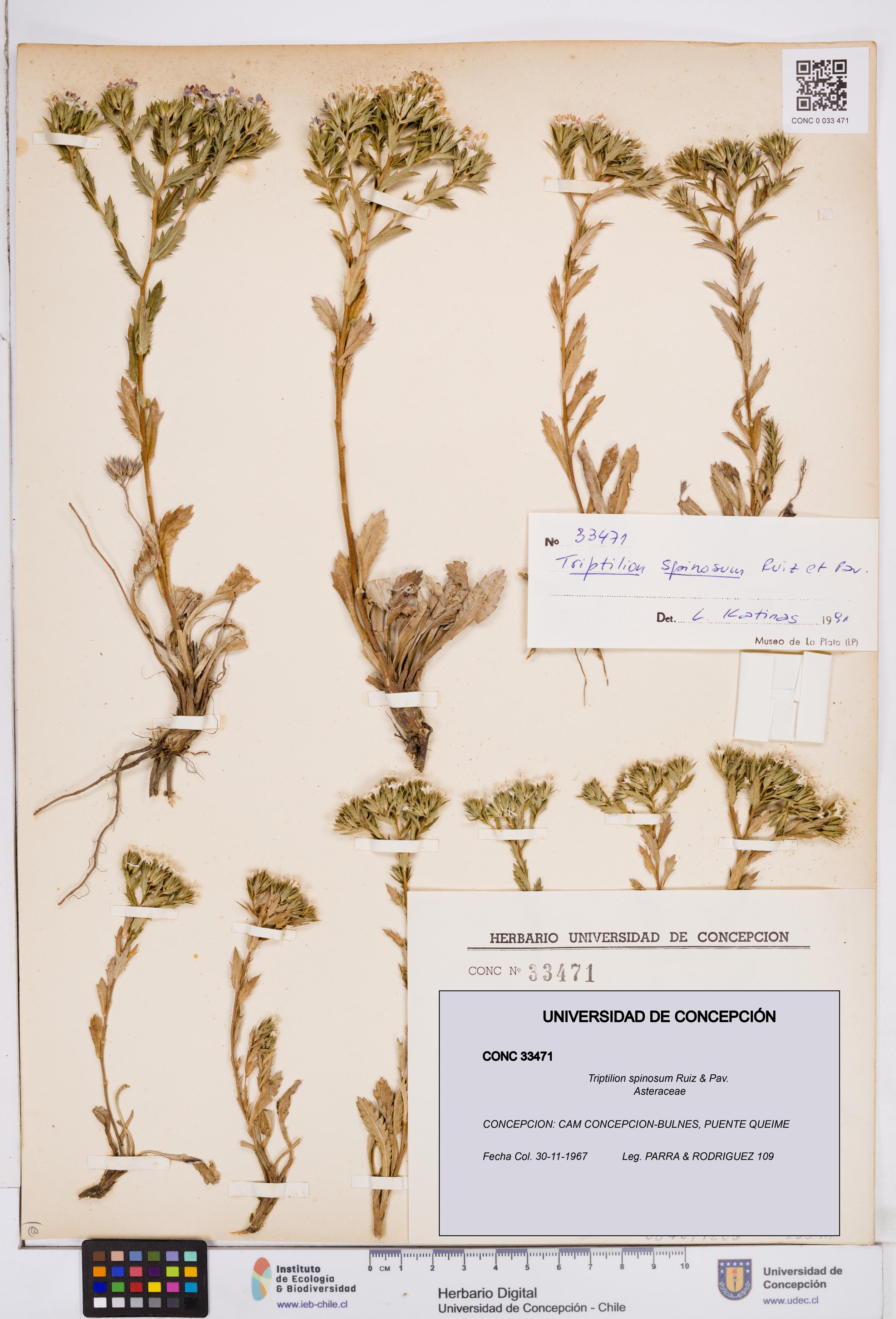 Triptilion spinosum [Espécimen: ]