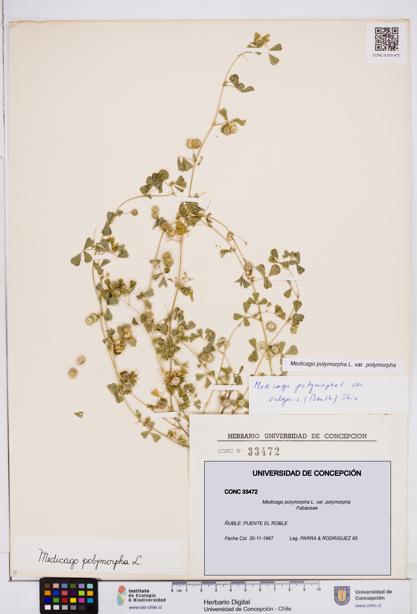 Medicago polymorpha var. polymorpha [Espécimen: ]